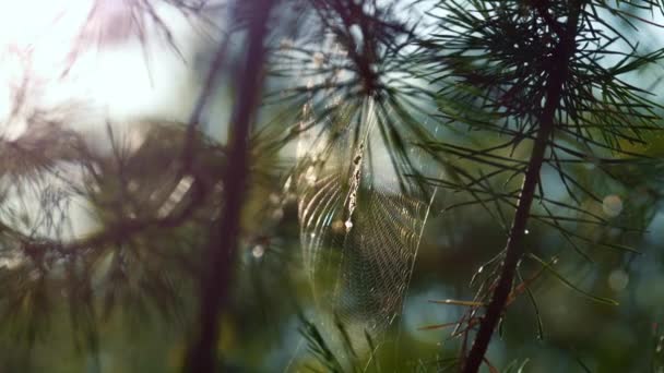 Вітер пливе лісовою павутиною в сонячній весняній сільській місцевості. Крупним планом павутина . — стокове відео