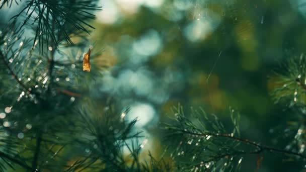 Wet fir pine needles growing in charming sunbeams rainforest countryside. — Video