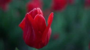 Closeup bright flower petals outdoors. Macro shot of beautiful red tulip outside