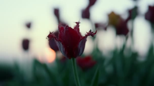 봉오리는 일몰 광경을 배경으로 꽃 실루엣 을 피운다. 아름다운 붉은 튤립 꽃봉오리 — 비디오