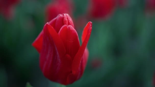 Closeup bright flower petals outdoors. Macro shot of beautiful red tulip outside — Vídeos de Stock