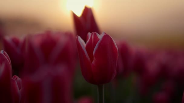 Closeup tulip bud in sunset light. Macro shot of gentle flower petals in sunrise — Stok video