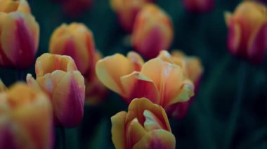 Closeup tulips growing in spring garden. Blooming flower with fresh green leaves