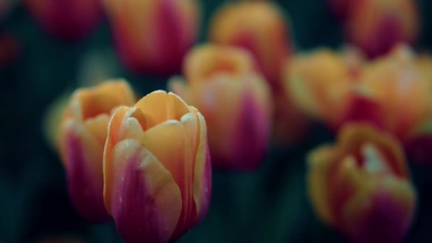 Macro shot of spring flowers. Closeup tulip on green background. Nature concept. — Stockvideo