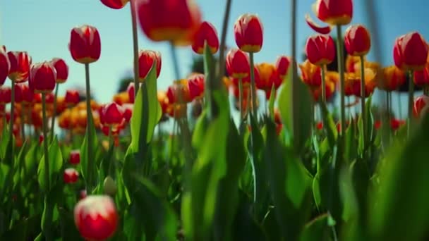 Çiçek tarlasında taze yeşil çimenler ve çiçek açan laleler. Yakın Lale Bahçesi — Stok video