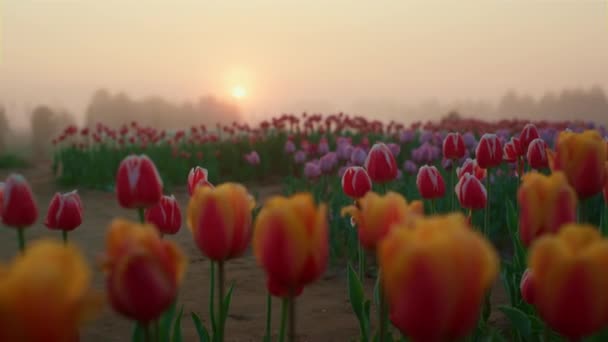 Рано вранці на тюльпановому полі навесні. Красивий квітник на сході сонця . — стокове відео
