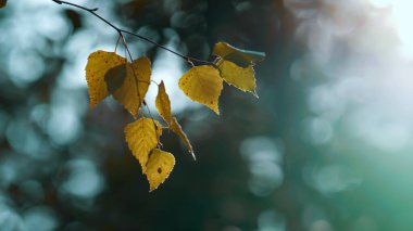Yellow autumn tree leaves in calm meditative wild woodland. Herbal background.