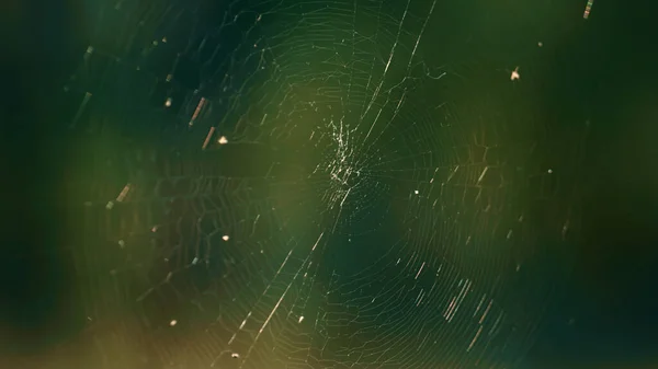 Thin forest spider web swaying in spring season sunny countryside forest woods. — Stock Fotó