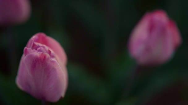 Macro shot of pink tulip outdoors. Closeup beautiful flower on green background. — Stockvideo