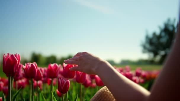 Flower garden and dreaming girl in sunset. Young woman sitting in tulip field. — Stock videók