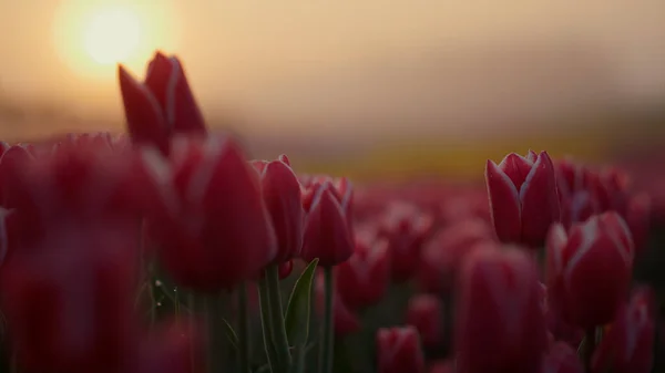 Feche o botão rosa da flor no jardim florescendo da flor na luz da manhã fora. — Fotografia de Stock