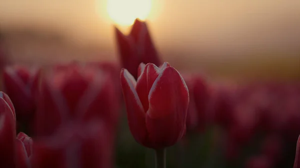 Feche o botão tulipa na luz do pôr do sol. Macro tiro de pétalas de flor doces no nascer do sol — Fotografia de Stock