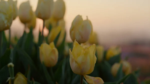 Macro tiro de belo grupo de tulipa amarela fresca em luz suave do pôr do sol ao ar livre — Fotografia de Stock