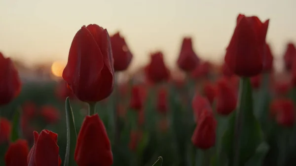 Campo de flores close-up com muitas tulipas ao pôr do sol. Macro tiro de flores bonitas — Fotografia de Stock
