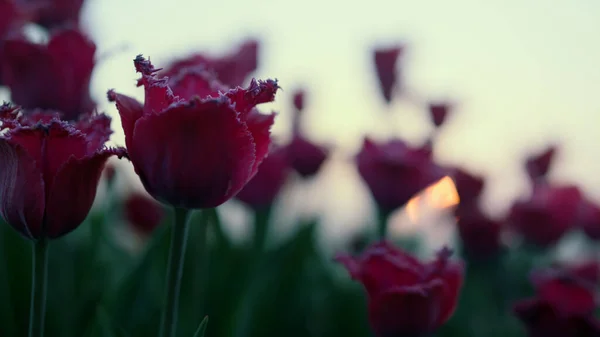 Macro shot de tulipa. Fechar a bela flor roxa no fundo do pôr-do-sol — Fotografia de Stock