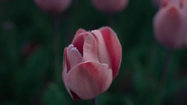Macro shot of beautiful flower opening petals in morning. Close up pink flower. — Stockfoto