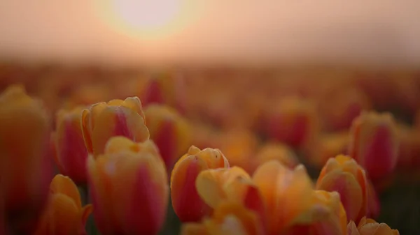 Belo campo de tulipas rosa no nevoeiro da manhã. Nascer do sol no jardim de flores incrível. — Fotografia de Stock