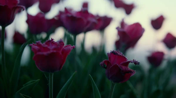 Feche botões de flores roxas com folhas verdes na luz do pôr do sol. Conceito de natureza. — Fotografia de Stock