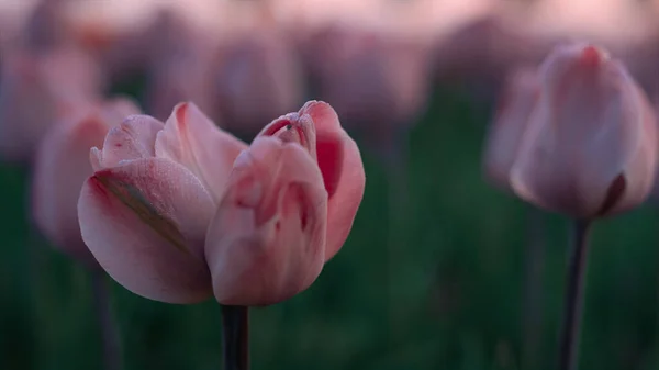 Tulips macro growing in sunset light. Closeup two flowers blossoming in garden. — Stockfoto