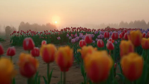Early morning in tulip field in springtime. Beautiful flower garden in sunrise. — Stockfoto