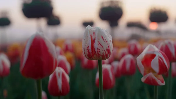 Flor de primavera vermelha macro flor. Closeup tulipa branca botões de flores i — Fotografia de Stock