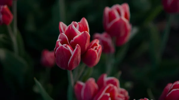 Vista acima tulipas vermelhas florescendo com folhas verdes. Fechar botões de flores bonitas. — Fotografia de Stock