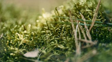 Spring macro green grass growth in meditative calm lawn. Natural view concept.
