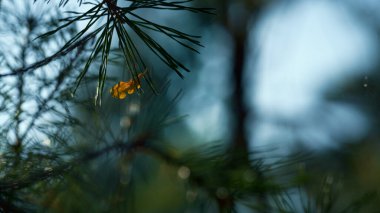 Forest green fir branch growth in autumn season outdoors countryside.