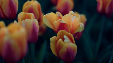 Closeup tulips growing in spring garden. Blooming flower with fresh green leaves
