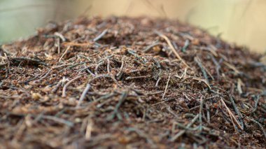 Dangerous insects ant crawling in natural close up nest background. Ant life.