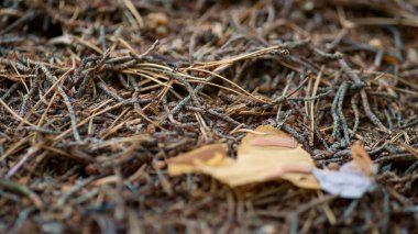 Wild ant nest life in calm close up macro view autumn season outdoors woodland.