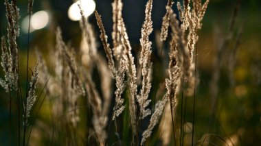 Meadow spikelet autumn growing in calm charming woods close up. Plant growth.