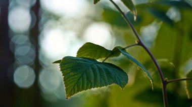 Spring leaf tree forest closeup in meditative calm green sunlight woodland.