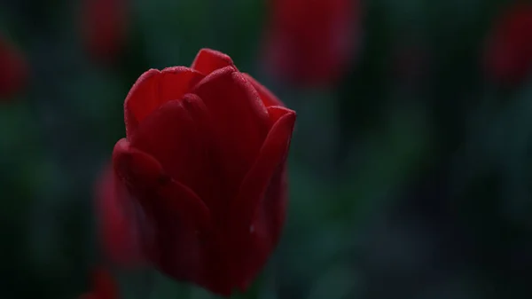 Macro shot de flor vermelha. Closeup flor escarlate e folhas verdes na cor escura. — Fotografia de Stock