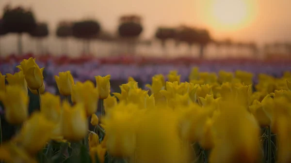 Closeup tulipas no jardim de flores na luz da manhã. Parque da mola na luz do por do sol. — Fotografia de Stock
