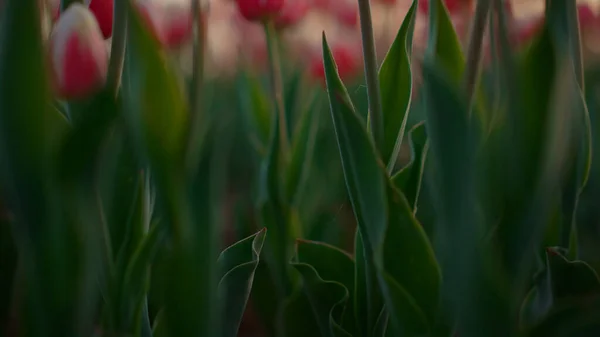 Vista do campo de tulipas com hastes verdes e folhas. Fechar botão de flor rosa fora — Fotografia de Stock