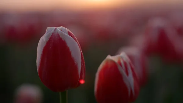 Feche o botão de flor em gotas de orvalho no nevoeiro do nascer do sol. Macro tiro tulipa na luz do pôr do sol — Fotografia de Stock