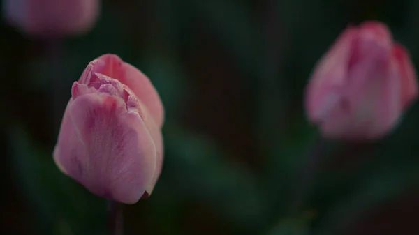 Macro shot de tulipa rosa ao ar livre. Closeup bela flor no fundo verde. — Fotografia de Stock