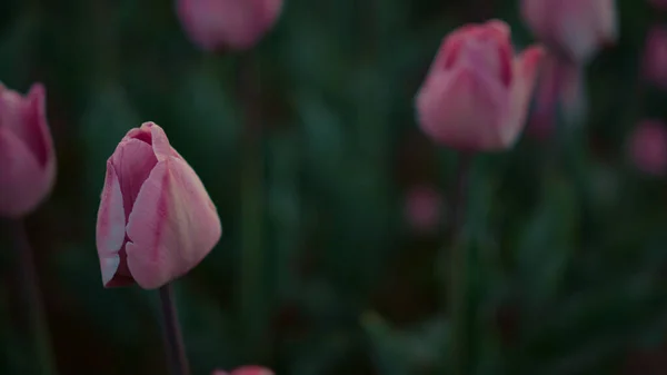 Closeup many pink flowers outdoors. Tulip buds on emerald leaves background. — Stockfoto