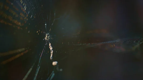 Forest spider web swaying in countryside nature rainforest. Insect wild life. — Stock Photo, Image