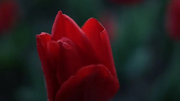 짙은 녹색 배경의 부드러운 꽃잎을 감는다. 튤립 꽃봉오리의 매크로 샷. — 스톡 사진