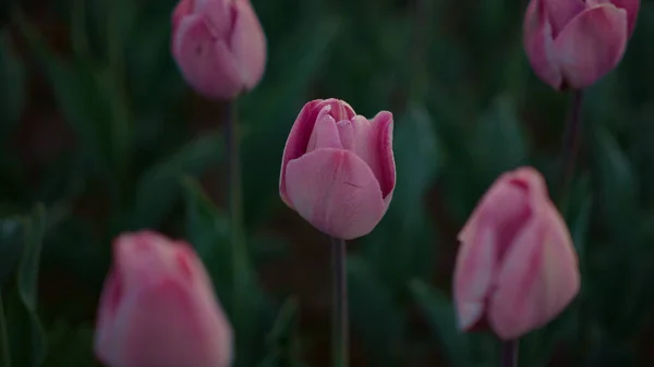 Closeup tulipas rosa crescendo no campo de flores. Flor suave em fundo verde. — Fotografia de Stock