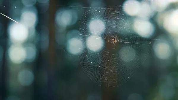 Tiny spider hanging web in green spring season rainforest. Cute creature life. — Stockfoto