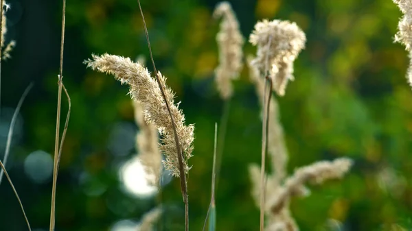 Grass spikelet growth in field. Charming beauty of forest defocused grass. — ストック写真