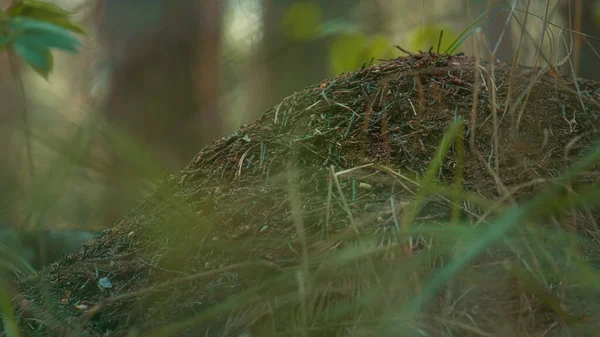 Wild forest ant nest in meditative green ground meadow grass in countryside.