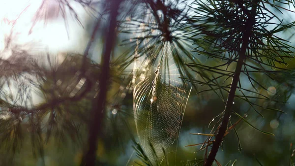 Wind swaying forest cobweb in sunshine spring countryside. Close up spider web. —  Fotos de Stock