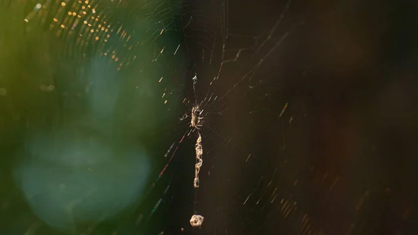 Little spider weaving web in sunlight rainforest. Macro view of tiny creature. — Stock Photo, Image