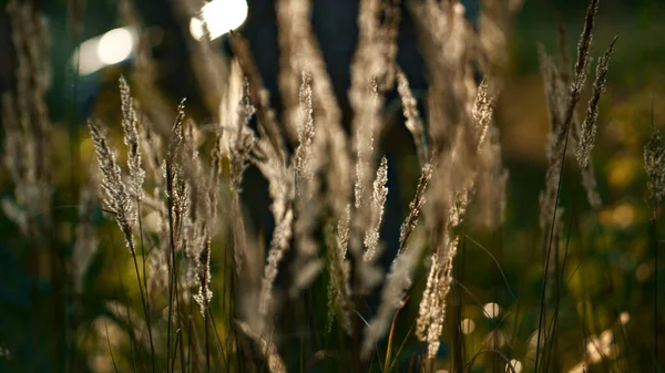 Luz del sol espiguillas de campo de otoño balanceándose en ambiente encantador bosque lluvioso salvaje primer plano — Foto de Stock