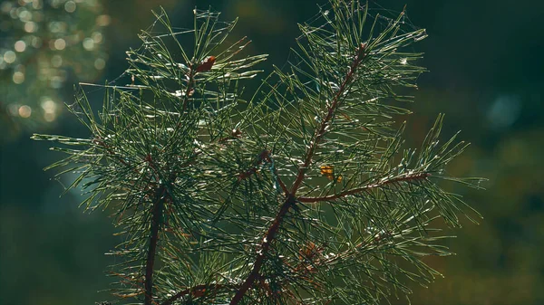 Green autumn pine neeples growing in meditative macro view charming woodland. — Fotografia de Stock