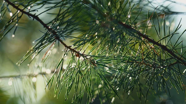 Green pine needles growing in closeup charming sunny forest in sunbeams. — Stock fotografie
